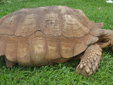 Elpusztult egy 344 évesnek mondott teknős Nigériában