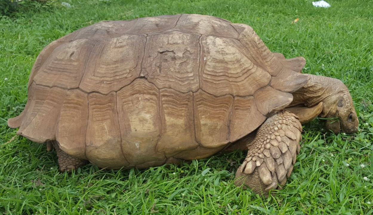 Elpusztult egy 344 évesnek mondott teknős Nigériában