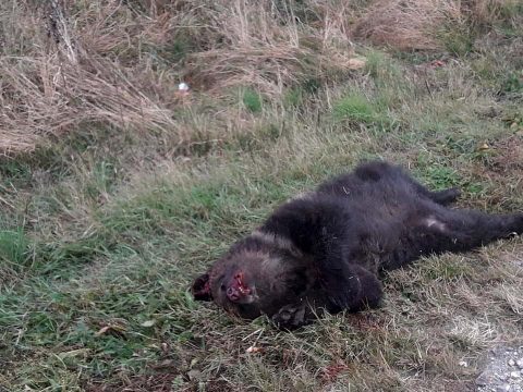 Medvét gázolt halálra egy személygépkocsi az 1-es országúton