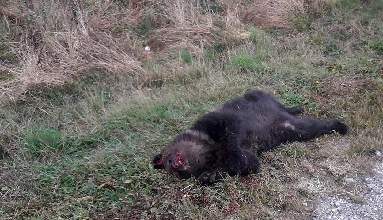 Újabb bocsot gázolt el egy autó