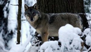 A farkasok másfél–két hét alatt járják körbe a területüket