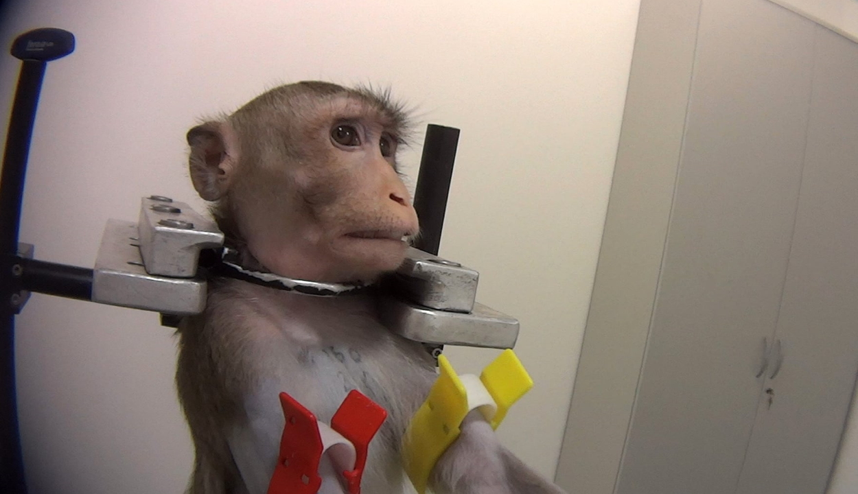 Horrorisztikus videó szivárgott ki egy német kutatólaborban végzett állatkísérletekről