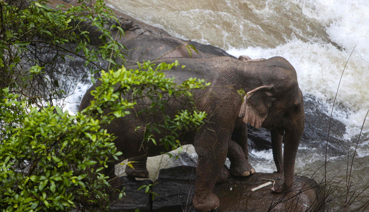 Halálba zuhant hat elefánt, miközben egymáson próbáltak segíteni
