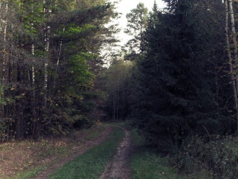 Fatolvajok lőttek le egy erdészt Máramaros megyében