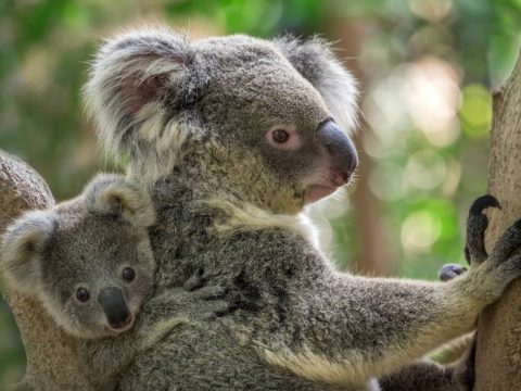 Több száz koala pusztulhatott el az ausztráliai bozóttüzekben