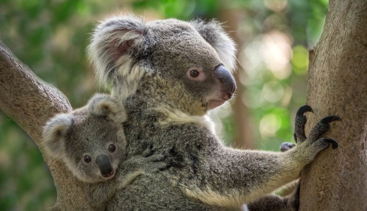 Koalák százait mészárolhatták le Ausztráliában