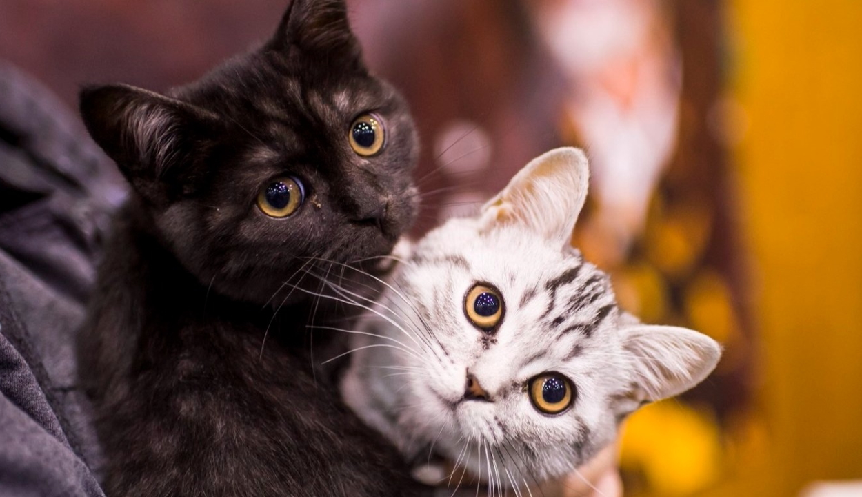 Macskáinak köszönheti megmenekülését egy olasz pár