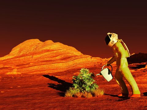 Alkalmas lehet növénytermesztésre a Hold és a Mars talaja