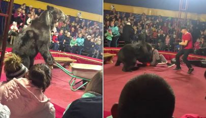 Előadás közben támadt idomárjára egy cirkuszi medve