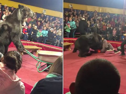Előadás közben támadt idomárjára egy cirkuszi medve