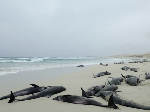 Legalább 136 delfin pusztult el Afrika nyugati partjain