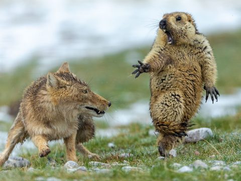 Mormotára támadó róka fotójával nyerte az év természetfotósa díjat egy kínai versenyző