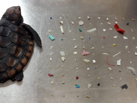 104 műanyag darabkát találtak egy elpusztult teknős gyomrában