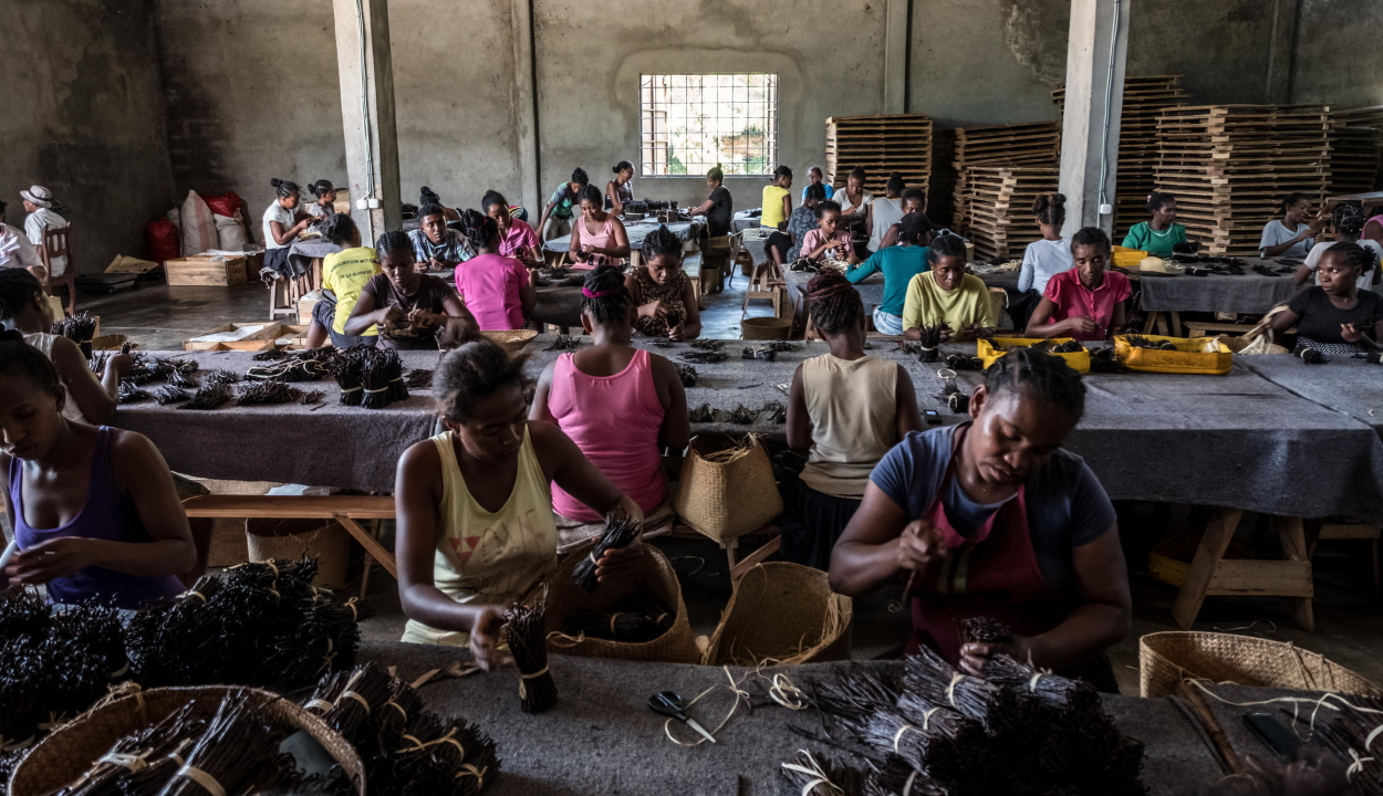 Gyerekeket zárnak börtönbe vanílialopás miatt Madagaszkáron