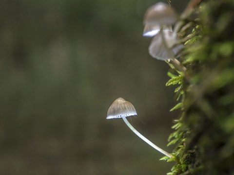 Varázsgombával győznék le a depressziót svájci kutatók