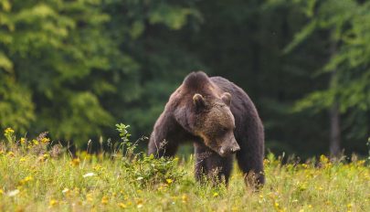 Súlyosodó medvegond Bálványosfürdőn