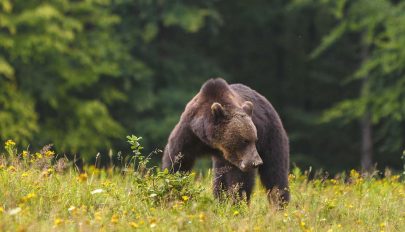 Súlyosodó medvegond Bálványosfürdőn