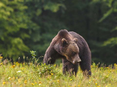 Súlyosodó medvegond Bálványosfürdőn