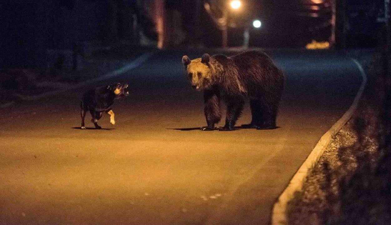 Egy nap leforgása alatt nyolc medvét láttak Tusnádfürdőn