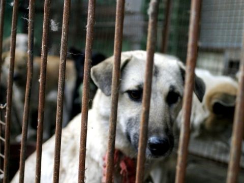 Évi 2000 kutyát öltek le egy kutyavágóhídon