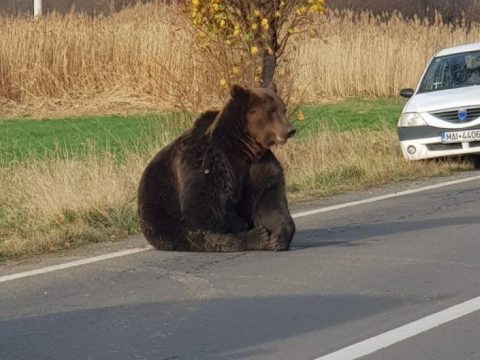 FRISSÍTVE: Elütött egy autó egy medvét Parajd közelében, az állatot órákon át hagyták szenvedni