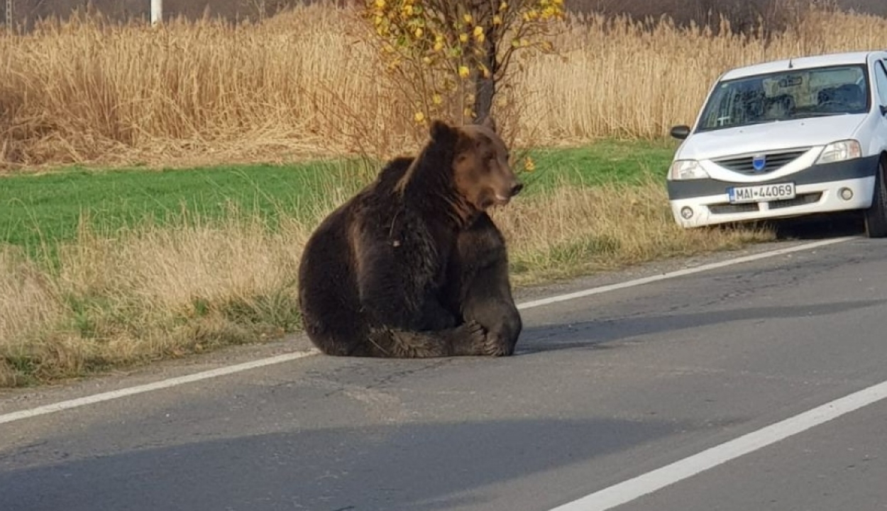 FRISSÍTVE: Elütött egy autó egy medvét Parajd közelében, az állatot órákon át hagyták szenvedni