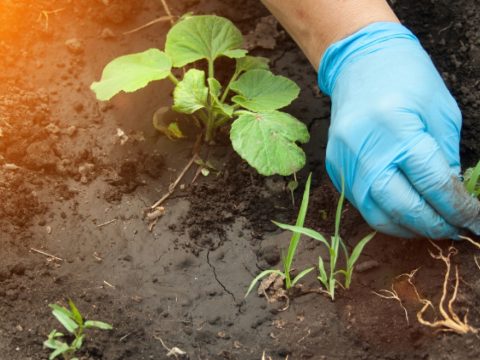 Nemhogy árt, jót tesz a növénytermesztésnek a gyomok jelenléte egy kutatás szerint
