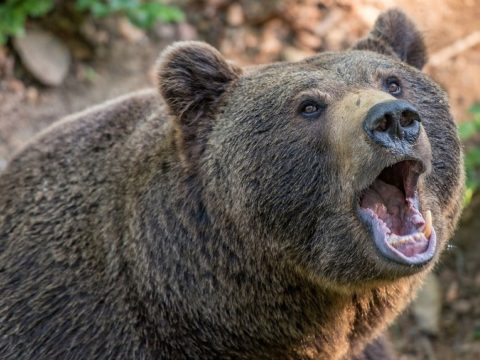 Két medvetámadás is történt pénteken Hargita megyében