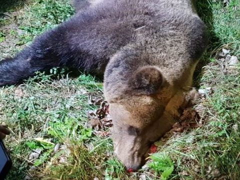 Medvét gázoltak halálra Maros megyében