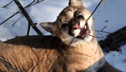 Benézték: kiderült a cicájukról, hogy puma