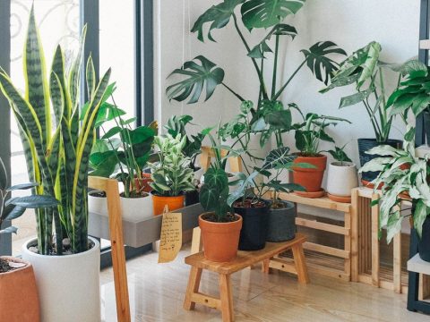 A szobanövények nem javítják hatékonyan a beltéri levegőminőséget