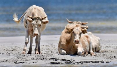 Hurrikánban eltűnt tehenek kerültek elő az Egyesült Államokban