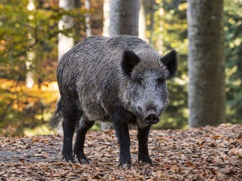 Vaddisznók vették el egy olasz nő bevásárlószatyrát