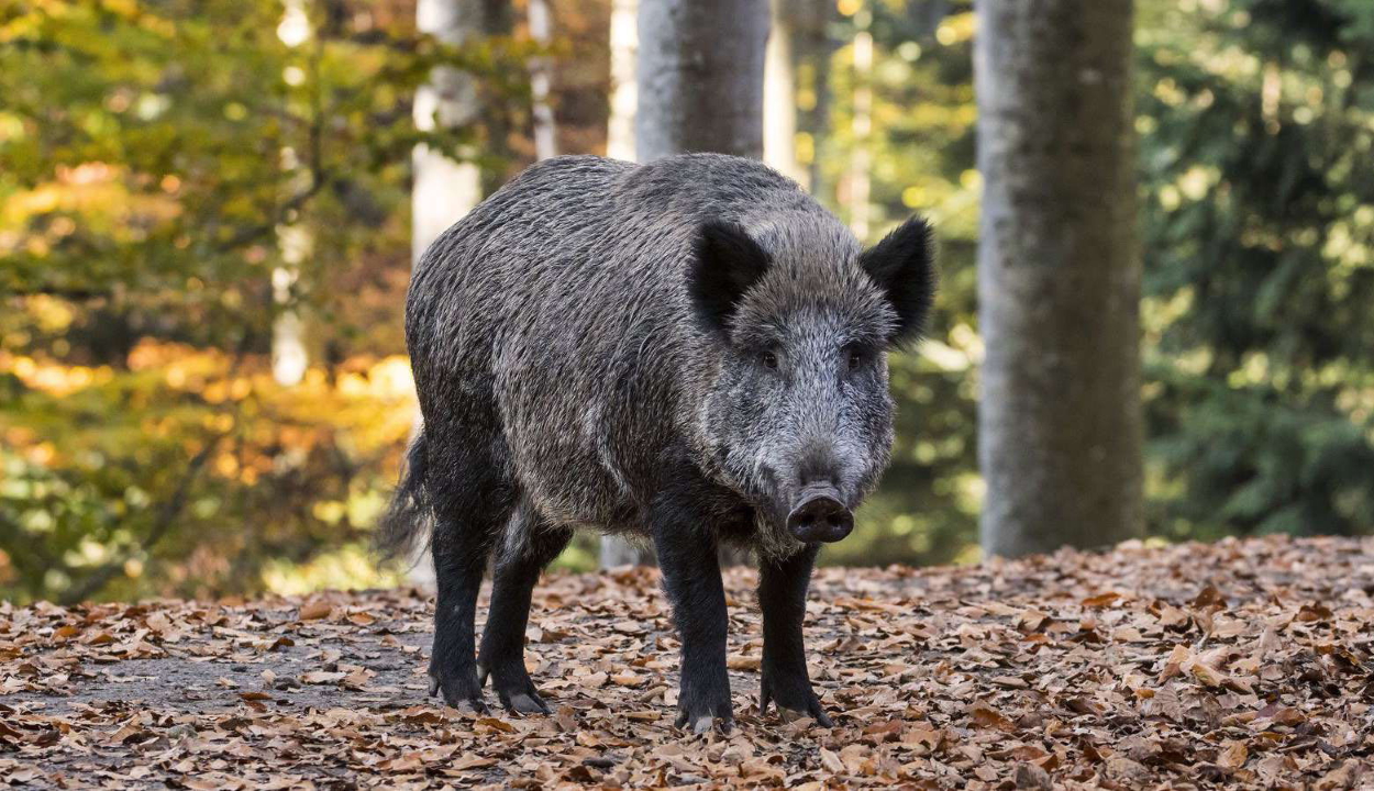 Vaddisznók vették el egy olasz nő bevásárlószatyrát