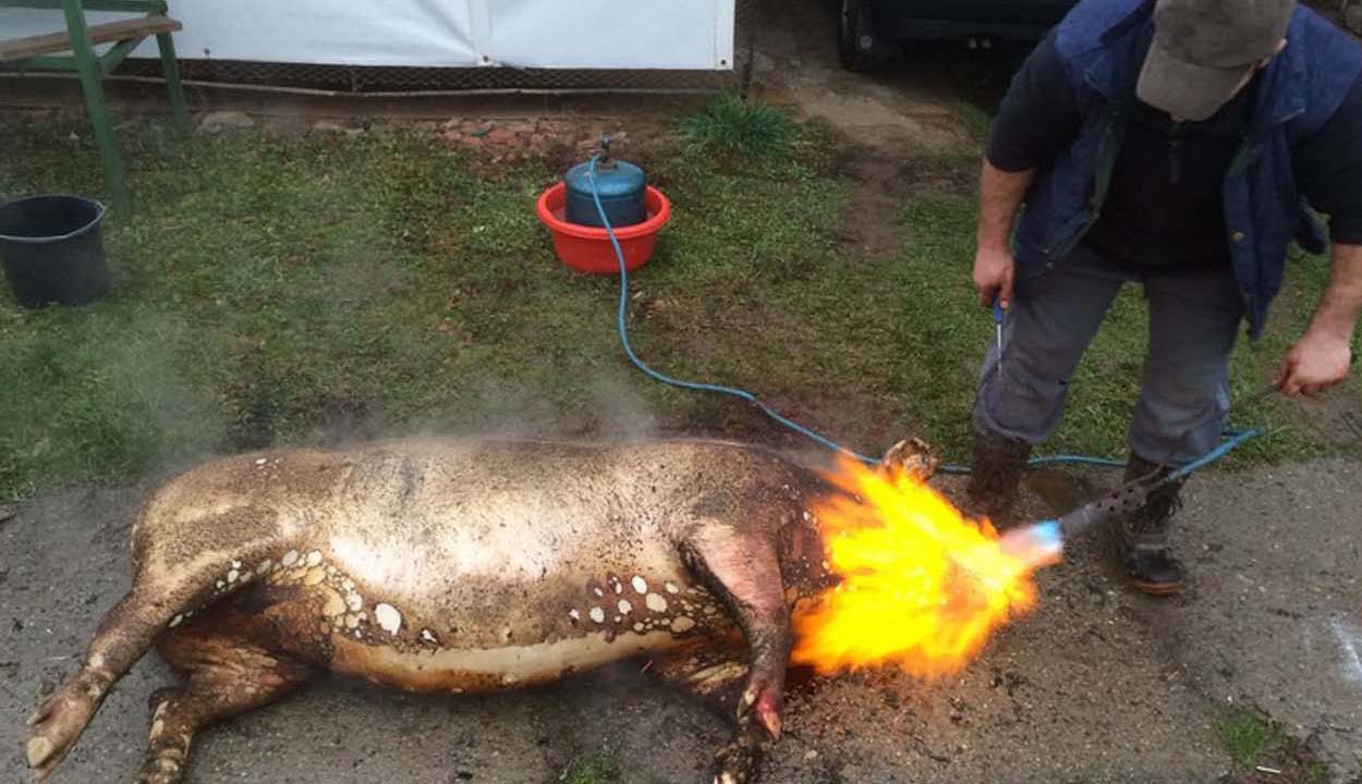 Mennyivel emelkedik a disznóhús ára?