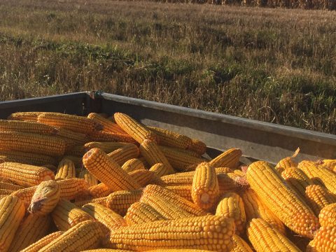 Csaknem 3,4 millió tonna szemes kukoricát exportált Románia az idei első félévben