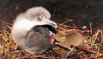 Madarakra támadnak és agyat esznek a megvadult egerek