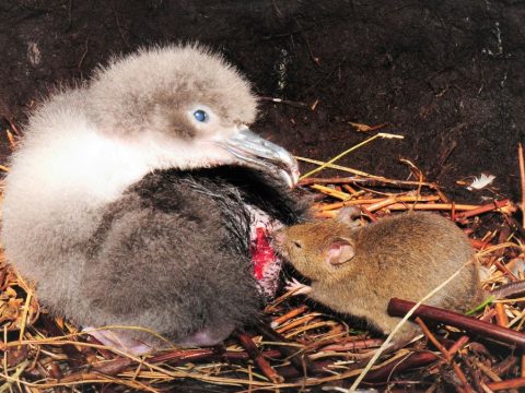 Madarakra támadnak és agyat esznek a megvadult egerek