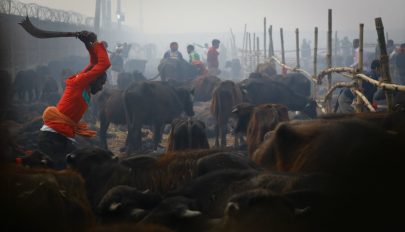 Több százezer állatot ölnek meg rituálisan Nepálban