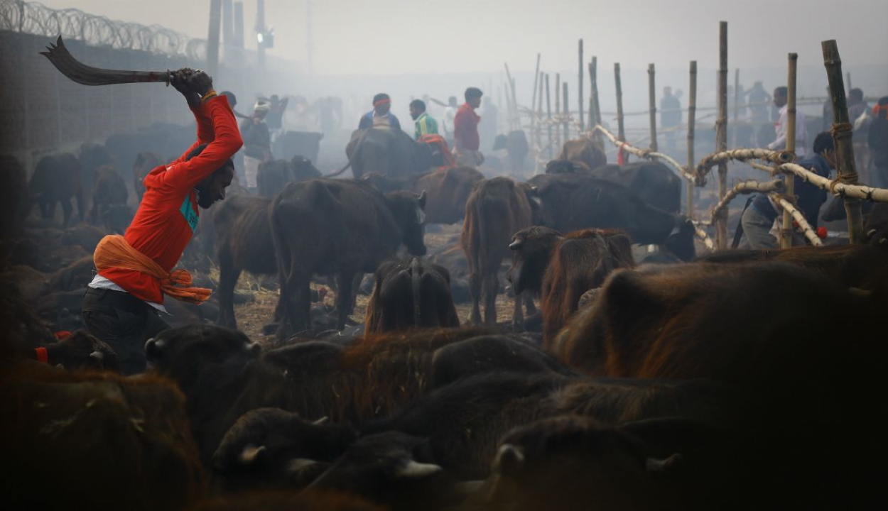 Több százezer állatot ölnek meg rituálisan Nepálban