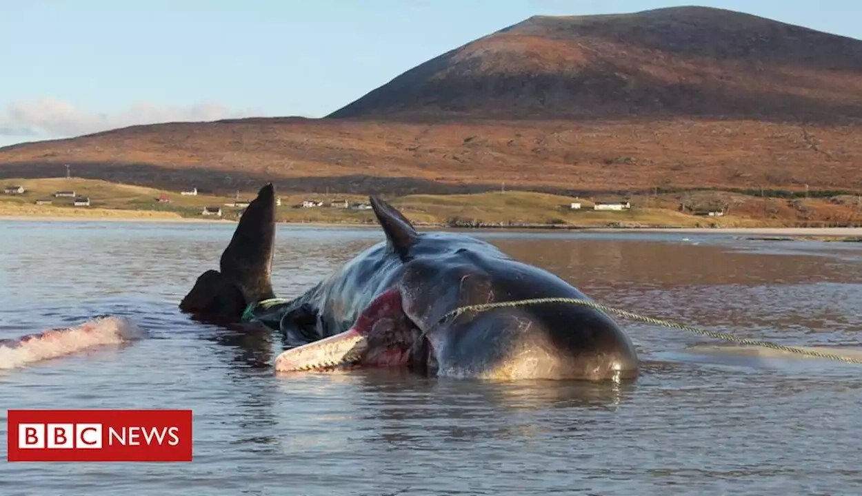 Több mint 100 kilogramm szemetet találtak egy bálna tetemében