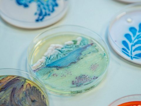 Mikrobákból készített festményt két magyar tudósnő