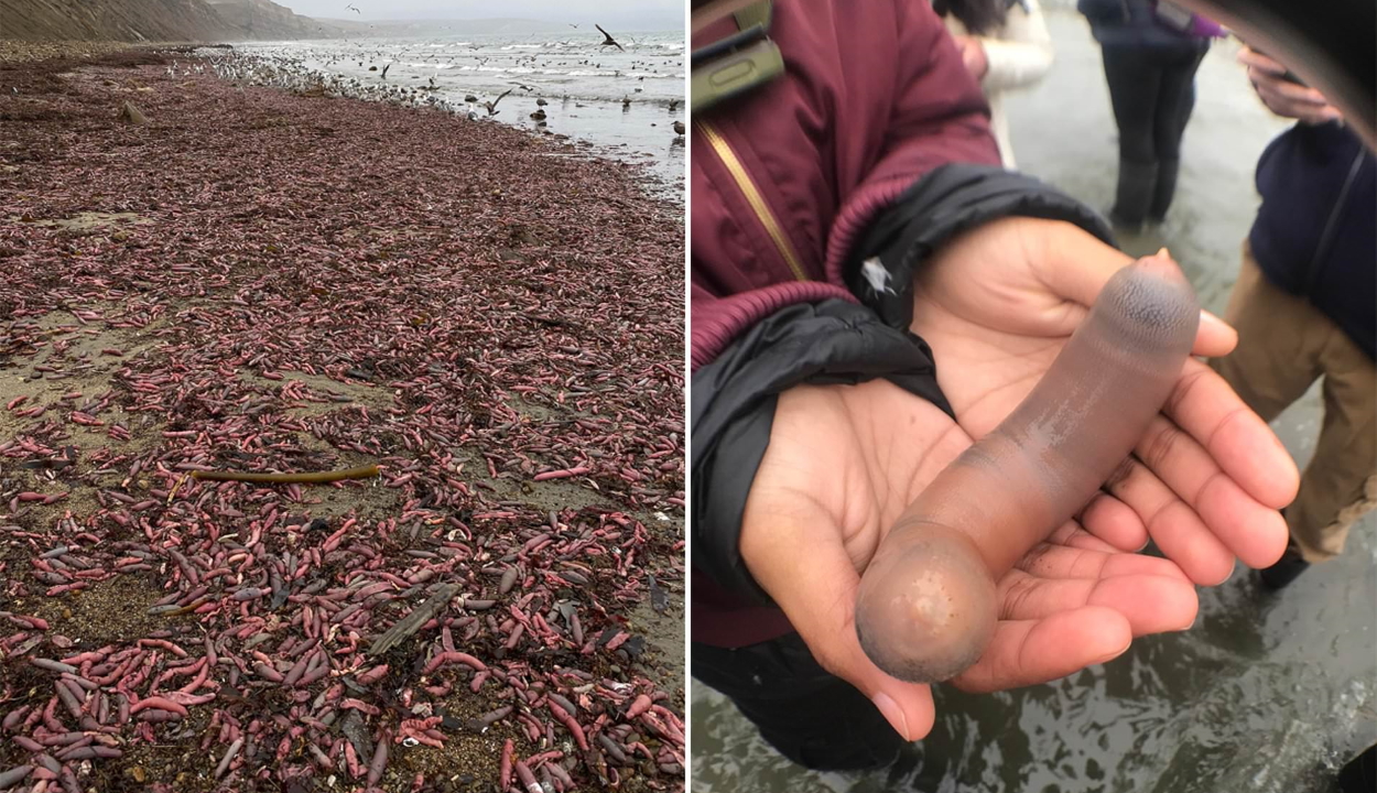 Péniszhalak árasztottak el egy partot Kaliforniában