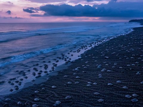 Lenyűgöző videó: több ezer teknőst filmeztek le Costa Rica partjainál