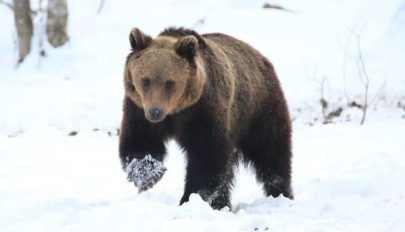 Erdőmunkások kivettek négy medvebocsot a barlangjukból