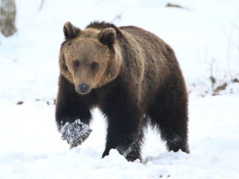 Erdőmunkások kivettek négy medvebocsot a barlangjukból