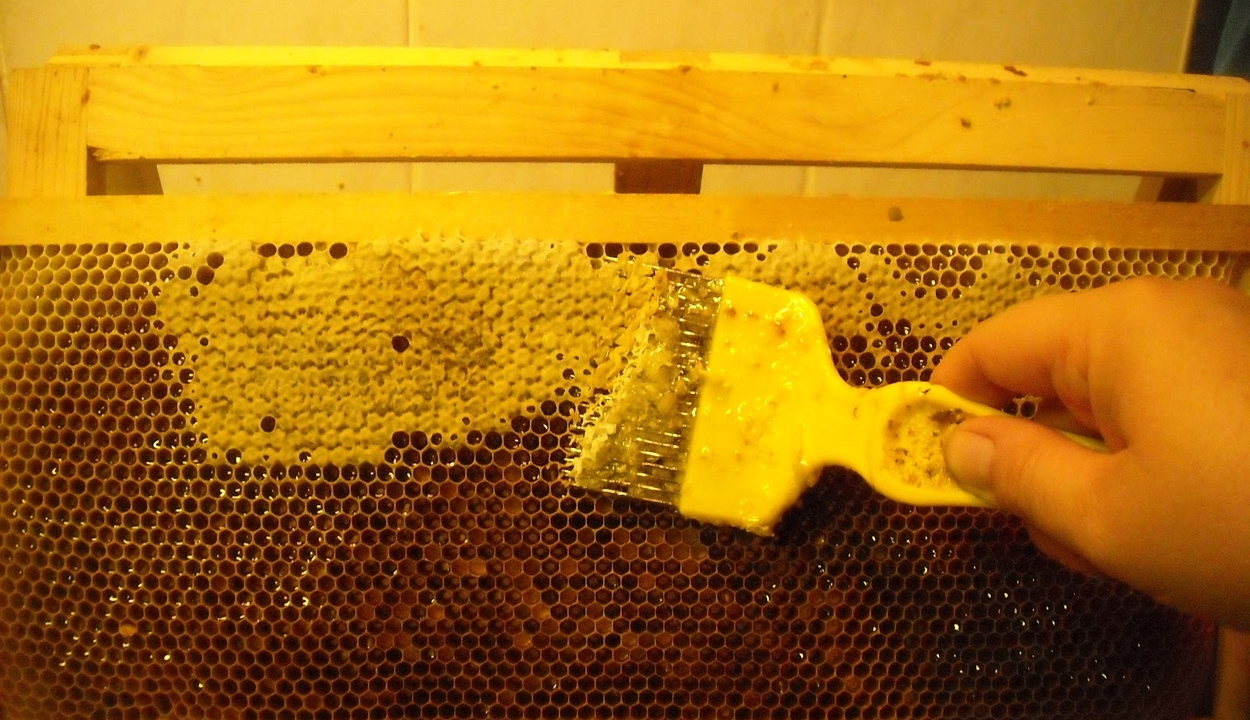 Szennyezett mézzel öntötték le a berlini minisztériumot