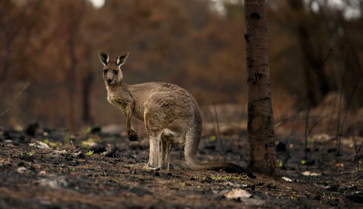 Több mint 100 fenyegetett állat- és növényfaj élőhelyét érintik súlyosan az ausztráliai bozóttüzek