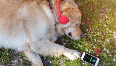 Otthon hagyott kisállatoknak készített lejátszási listákat a Spotify