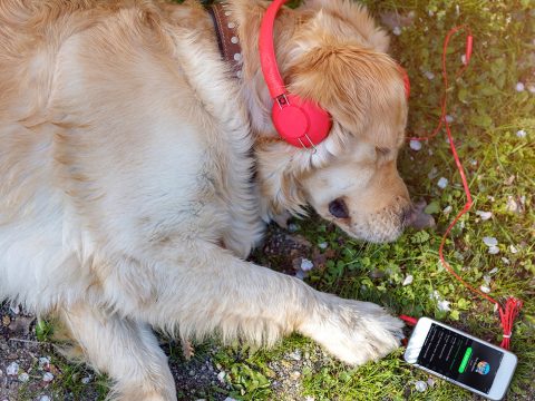 Otthon hagyott kisállatoknak készített lejátszási listákat a Spotify